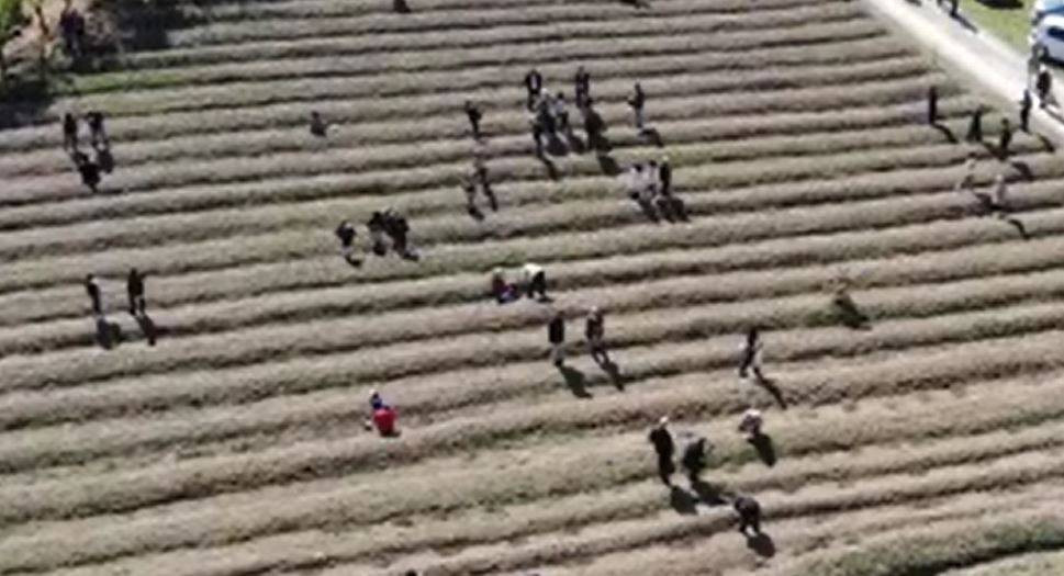 Hücreleri yeniliyor mışıl mışıl uyutuyor. Osmanlı'nın vazgeçilmezi milli bitkinin kilosu şok etti - Resim: 1